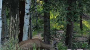 Florissant Colorado Dağları 'nın ormanında katır geyiği