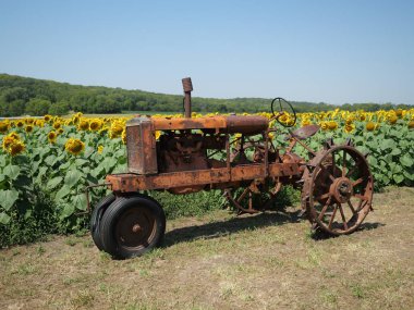 Roadside Kansas Sunflowers Captivate Residents and Visitors Alike - State Flower clipart