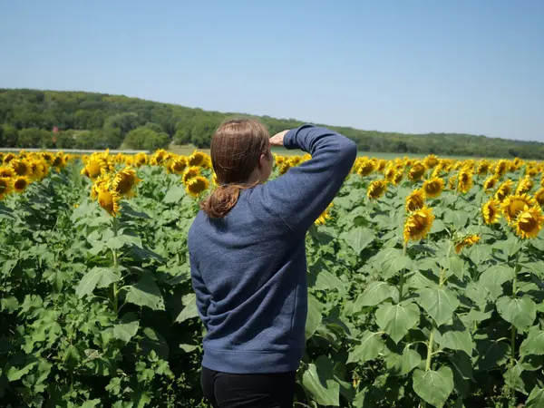 stock image Roadside Kansas Sunflowers Captivate Residents and Visitors Alike - State Flower