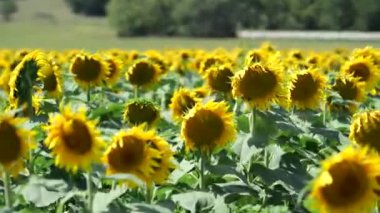 Yol kenarı Kansas Ayçiçekleri, Bölge sakinlerini ve ziyaretçilerini cezbetti.