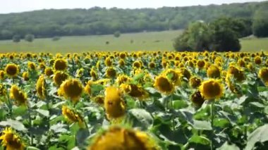 Yol kenarı Kansas Ayçiçekleri, Bölge sakinlerini ve ziyaretçilerini cezbetti.