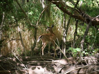 Olathe, Kansas - 1 Eylül 2024 Ernie Miller Doğa Merkezi Kamu Parkı 'nda Güneşli Gün
