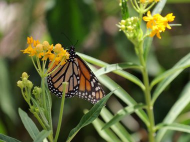Topeka, Kansas - 2 Eylül 2024: Hayvanat Bahçesinde Güzel Güneşli Sonbahar Havası
