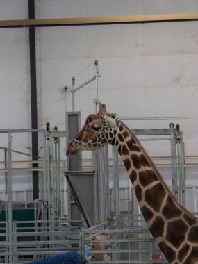 Topeka, Kansas - 2 Eylül 2024: Hayvanat Bahçesinde Güzel Güneşli Sonbahar Havası