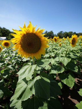 Beautiful Sunflowers on a Bright Sunny Kansas Summer Day clipart