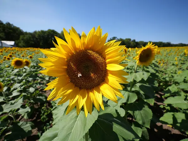 stock image Beautiful Sunflowers on a Bright Sunny Kansas Summer Day