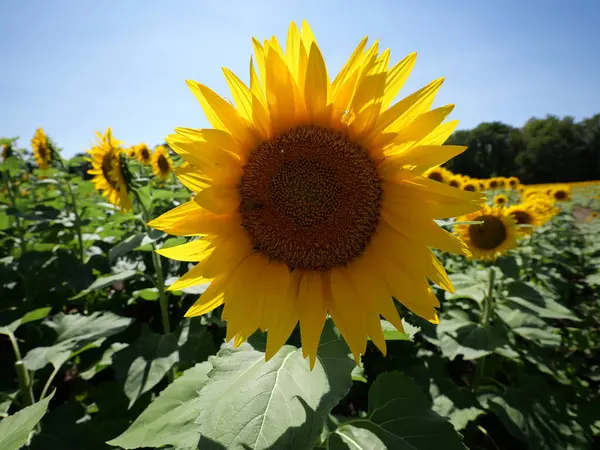 stock image Beautiful Sunflowers on a Bright Sunny Kansas Summer Day