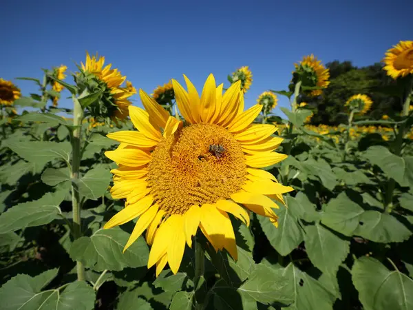 stock image Beautiful Sunflowers on a Bright Sunny Kansas Summer Day