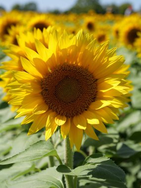 Beautiful Sunflowers on a Bright Sunny Kansas Summer Day clipart