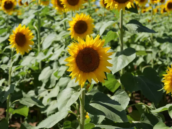 stock image Beautiful Sunflowers on a Bright Sunny Kansas Summer Day