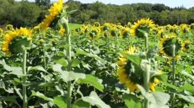 Güneşli Kansas Yaz Gününde Güzel Ayçiçekleri