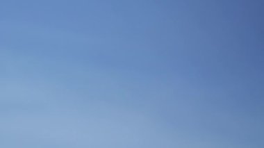 Güneşli Kansas Yaz Gününde Güzel Ayçiçekleri