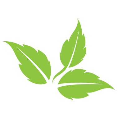 leaf nature icon vector illustration template design