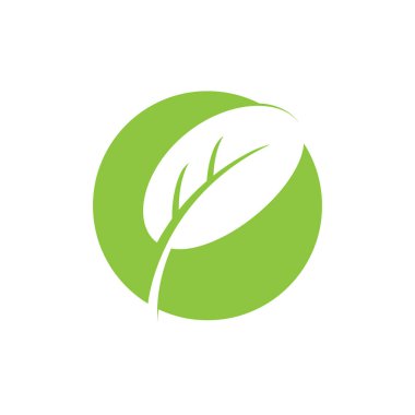 moringa leaf tradicional medicine icon vector illustration template design