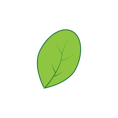 moringa leaf tradicional medicine icon vector illustration template design