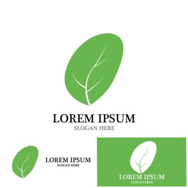 moringa yaprak simge vektör çizim şablonu tasarımı