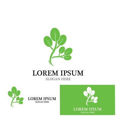 moringa yaprak simge vektör çizim şablonu tasarımı