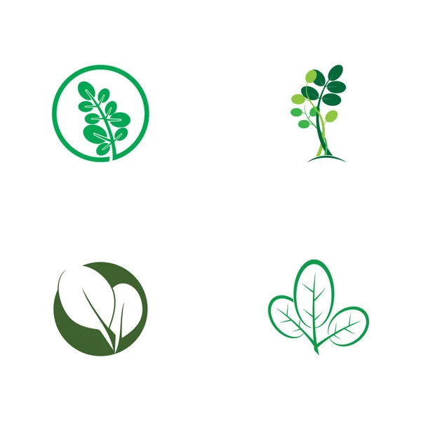 Moringa Leaf Tradicional Medicine Icon Vector Illustration Template Design — Stockvektor