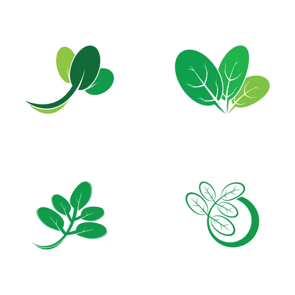 Moringa Leaf Tradicional Medicine Icon Vector Illustration Template Design — Stock Vector