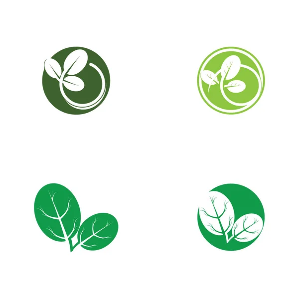 Moringa Leaf Tradicional Medicine Icon Vector Illustration Template Design — Wektor stockowy