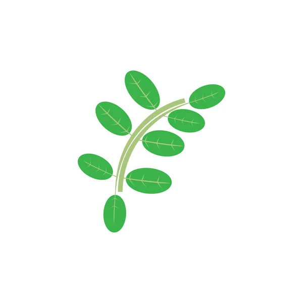 Moringa Φύλλα Εικονίδιο Διάνυσμα Εικονογράφηση Πρότυπο Σχεδιασμό — Διανυσματικό Αρχείο
