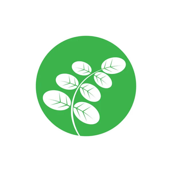 Moringa Yaprak Simge Vektör Çizim Şablonu Tasarımı — Stok Vektör