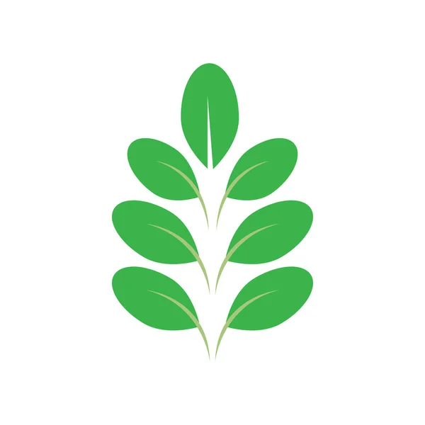 Moringa Feuilles Icône Vectoriel Illustration Modèle Design — Image vectorielle