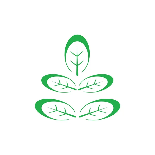 Moringa Yaprak Simge Vektör Çizim Şablonu Tasarımı — Stok Vektör