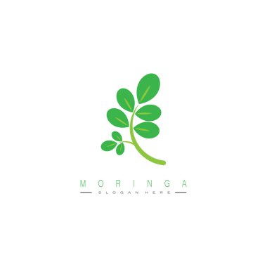 moringa leaf nature simge vektör illüstrasyon şablonu tasarımı