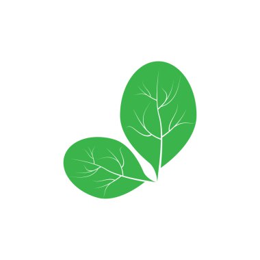 moringa leaf nature simge vektör illüstrasyon şablonu tasarımı