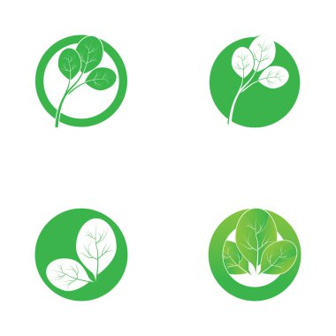 moringa leaf nature simge vektör illüstrasyon şablonu tasarımı