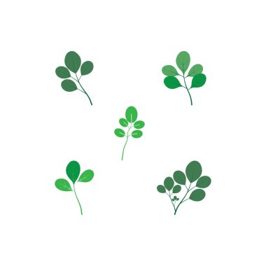 moringa leaf nature simge vektör illüstrasyon şablonu tasarımı