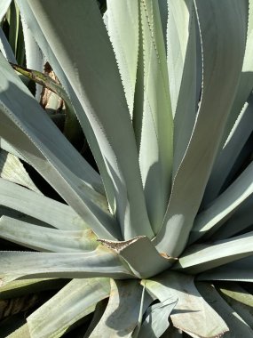 Bahçede büyüyen aloe vera 'nın yakın görüntüsü.