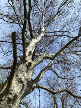 Mavi gökyüzünün arka planında huş ağacı korusu