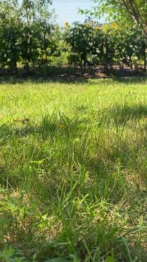 Green Grass, sun light at garden, farm, backyard
