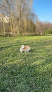 Pomeranian Dog Running on the Grass, Walking in the Park