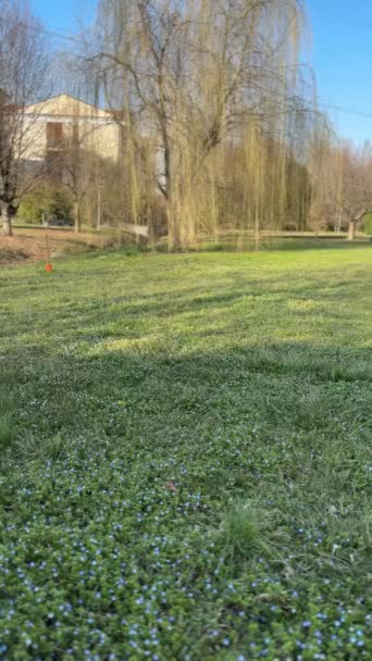 波美拉尼亚犬在草地上奔跑 在公园里散步 — 图库视频影像