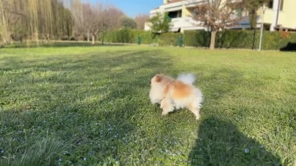 Πομεράνιαν Σκυλί Τρέχει Στο Γρασίδι Περπατώντας Στο Πάρκο — Αρχείο Βίντεο