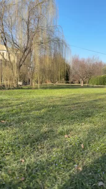 Pomeranian Dog Running Grass Walking Park — Vídeo de stock