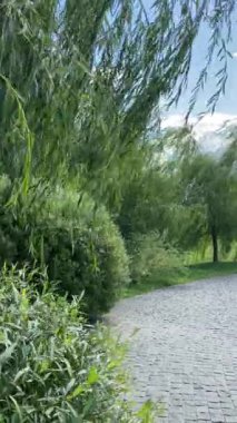 Wind swaying, blowing trees at park