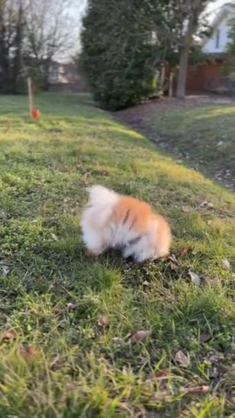 Pommerska Hund Som Springer Gräset Promenader Parken — Stockvideo