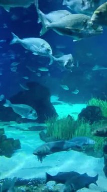Colorful Marine Life with Beautiful Fish Swimming Underwater