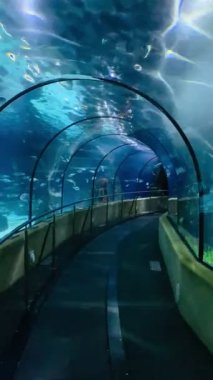 Colorful Marine Life with Shark Swimming Underwater