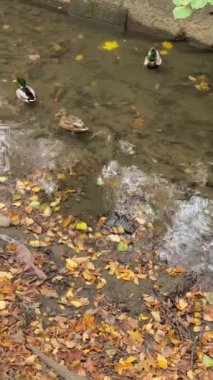 Beautiful Ducks Swimming Peacefully on the River with Serene Reflection