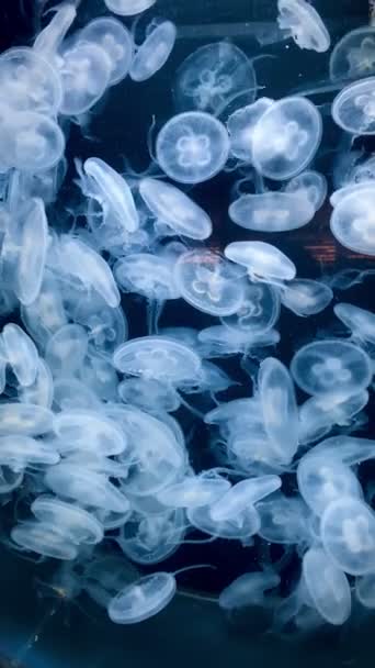 Translucent Jellyfish Floating Gracefully Ocean Water — Video Stock