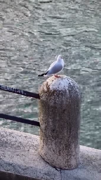 Seagulls River Urban Landscape — Stockvideo