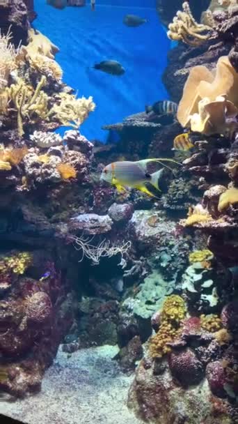 Підводний Світ Барвистою Рибою Океані — стокове відео