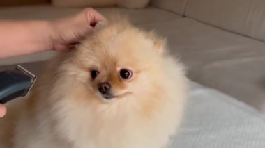 Haircut of Pomeranian dog ears grooming, Pomeranian Spitz Care, Pet Grooming Mastery