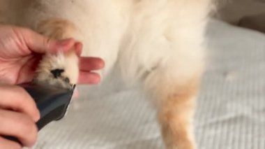 Haircut of paws Pomeranian dog, Pet Grooming Mastery