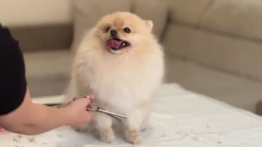Mutlu şirin beyaz Pomeranya Köpeği evde tımar ediliyor. Profesyonel köpek bakımı. Groomer 'ın elleri makasla. Pomeranya Spitz Bakımı